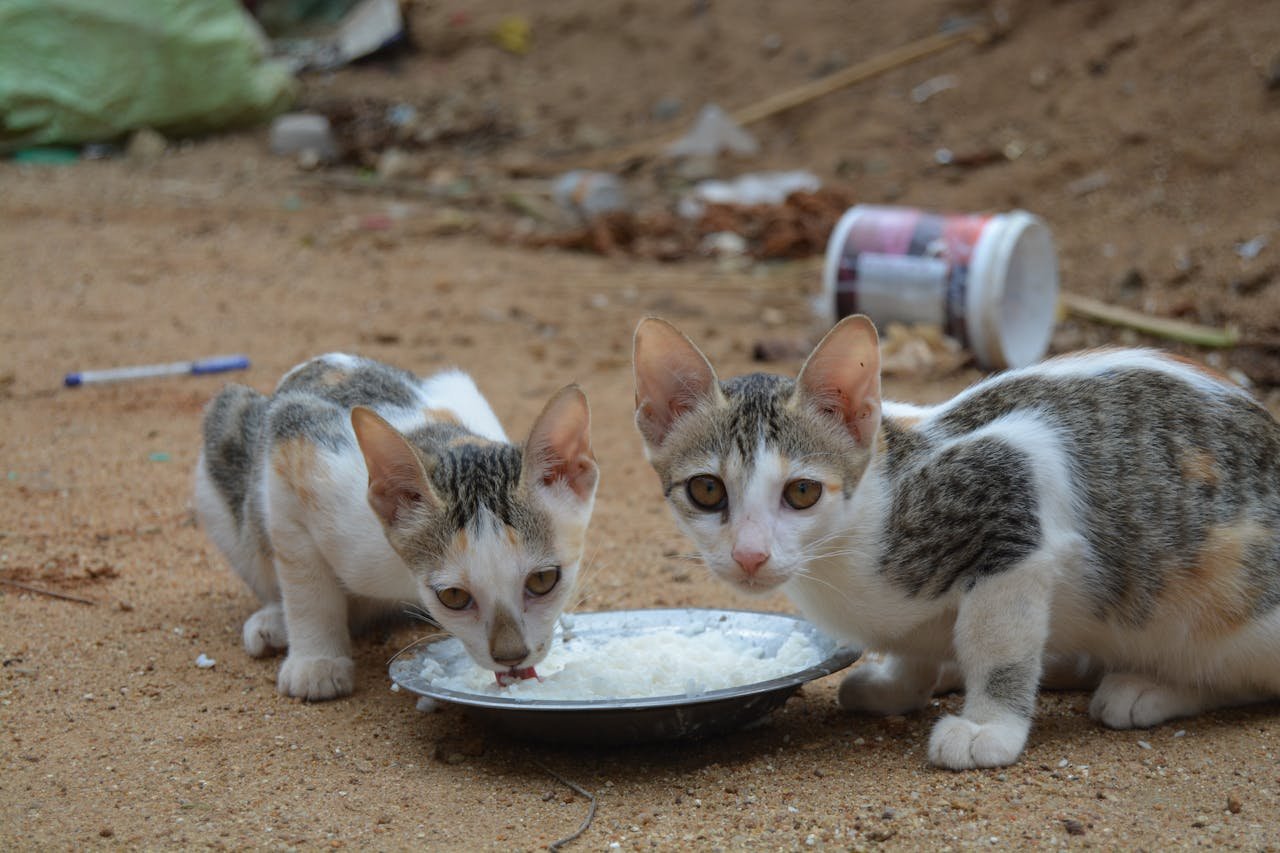 Two street cats eating from a bowl outdoors on sandy ground, captured close-up.