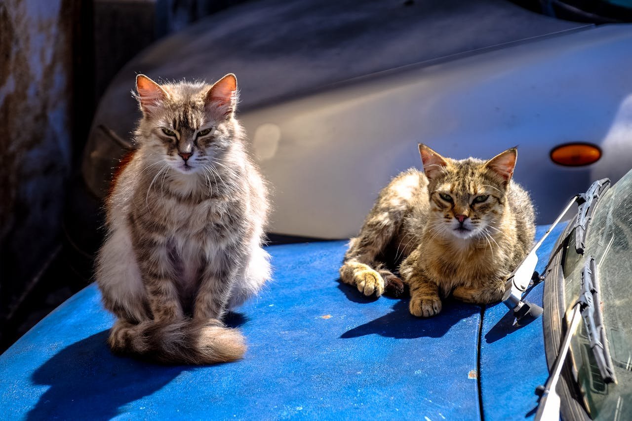 Two stray cats basking in sunlight on a car hood, highlighting urban wildlife.
